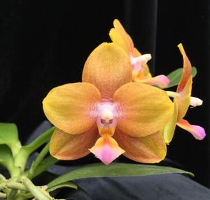 Phalaenopsis Pylo's Mustard