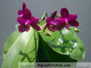 Phalaenopsis Tabasco Tex