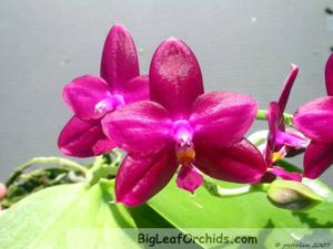 Phalaenopsis Tabasco Tex