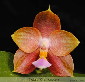 Phalaenopsis Pylo's Dixie Gelb