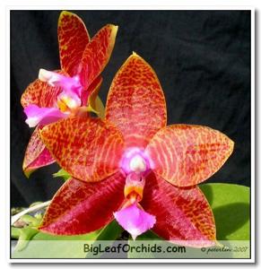 Phalaenopsis Star of Dixie