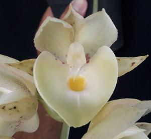 Catasetum Orchidglade