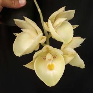 Catasetum Orchidglade