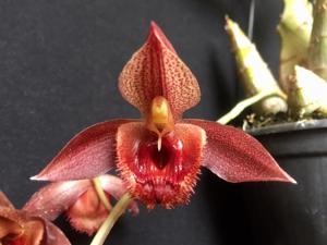 Catasetum Alice Maud