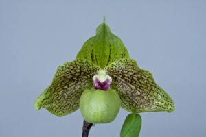 Paphiopedilum Mint Chocolate