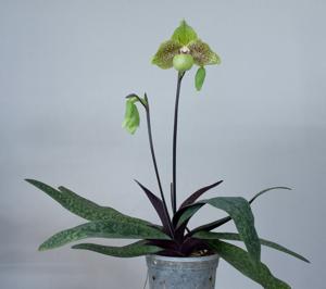 Paphiopedilum Mint Chocolate