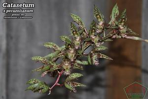 Catasetum perazolianum