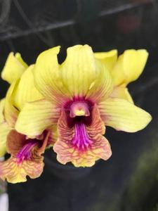 Dendrobium Jiad Gold