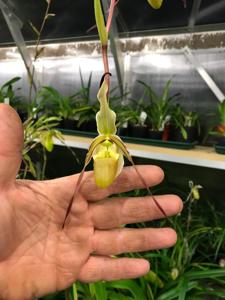 Phragmipedium Conchiferum