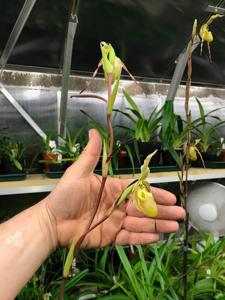 Phragmipedium Conchiferum