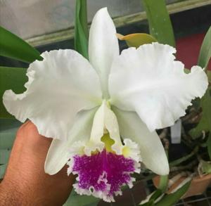 Cattleya Sonia Altenburg