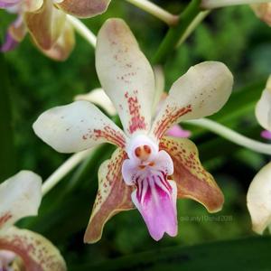 Vanda Udorn City