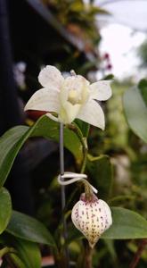 Dendrobium Pygmy Chip