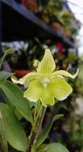 Dendrobium Pygmy Chip