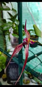 Bulbophyllum A-doribil Collin