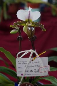 Paphiopedilum Haur Jih Lovers