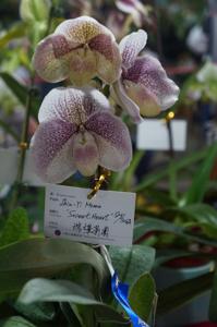 Paphiopedilum Shin-Yi Momo