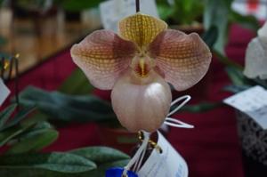 Paphiopedilum Liberty Taiwan