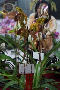 Paphiopedilum Yang-Ji Hawk