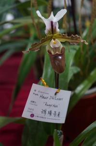 Paphiopedilum Haur Jih Lovers