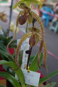 Paphiopedilum Jeri Lemacks