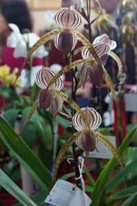 Paphiopedilum Lady Isobel
