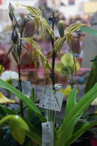 Paphiopedilum Yellow Tiger