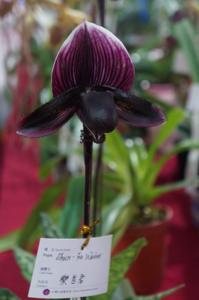 Paphiopedilum Shun-Fa Weber