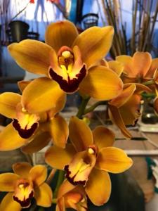 Cymbidium Latigo
