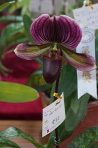 Paphiopedilum Shun-Fa Weber