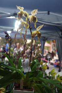 Paphiopedilum Sander's Pride