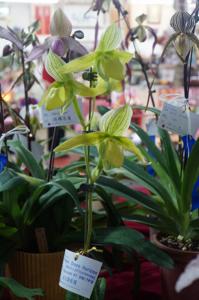 Paphiopedilum Green Horizon