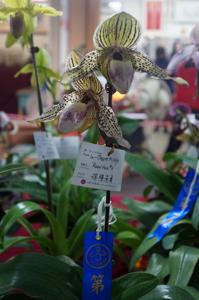 Paphiopedilum In-Charm Mirage