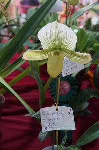 Paphiopedilum Shun-Fa Alex