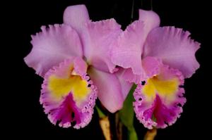 Rhyncholaeliocattleya Pamela Hetherington