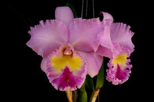 Rhyncholaeliocattleya Pamela Hetherington