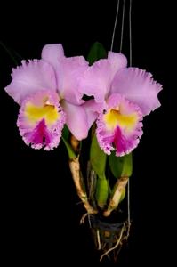 Rhyncholaeliocattleya Pamela Hetherington