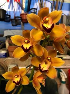 Cymbidium Latigo