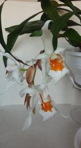 Coelogyne Fredensborg