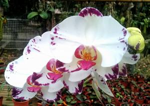 Phalaenopsis Ching Hua Magic