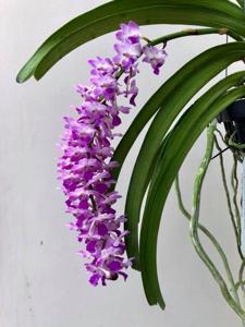 Rhynchostylis Mary Motes