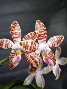 Phalaenopsis Ambotrana