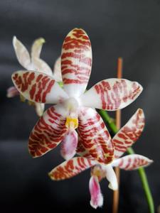 Phalaenopsis Ambotrana