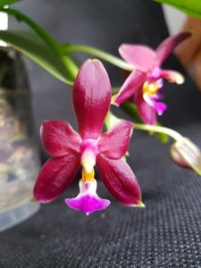Phalaenopsis bellina-mannii