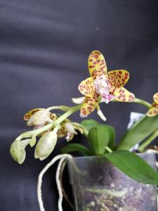 Phalaenopsis Little One