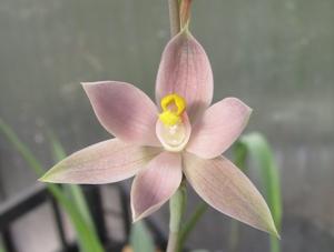 <i>Thelymitra</i> luteocilium-paludosa