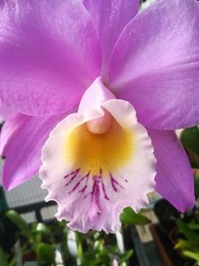 Cattleya Beaumesnil