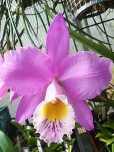 Cattleya Beaumesnil