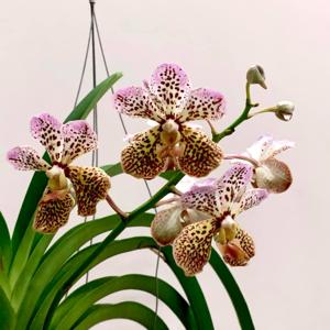 Vanda Tatzeri