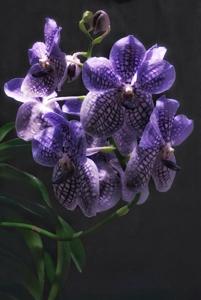 Vanda Rothschildiana